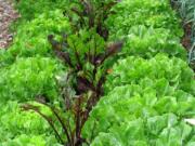 A bed with endive and beets growing together for autumn harvest in New Paltz, N.Y.