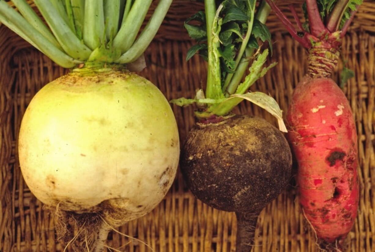 Winter radishes fresh from the garden that were grown in New Paltz, N.Y.