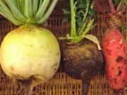 Winter radishes fresh from the garden that were grown in New Paltz, N.Y.