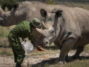 FILE - In this Friday, Aug. 23, 2019, file photo, female northern white rhinos Fatu, right, and Najin, left, the last two northern white rhinos on the planet, are fed some carrots by a ranger in their enclosure at Ol Pejeta Conservancy, in Kenya. Although scientists have long focused on the world&#039;s predators, a massive new study finds that herbivores, critters that eat plants, are the animals most at risk of extinction. A bit more than one in four species of herbivores are considered threatened, endangered or vulnerable by the International Union for Conservation of Nature, the world&#039;s scientific authority on extinction risk, according to a study published Wednesday, Aug. 5, 2020, in the journal Science Advances.