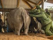 A team of scientists and local rangers prepare to extract eggs from one of the two remaining female northern white rhinos at an enclosure at Ol Pejeta Conservancy, Kenya, Tuesday, Aug. 18, 2020. An international team of scientists said they have successfully extracted eggs from the last two remaining northern white rhino females, a step on the way to possibly save the subspecies from extinction.