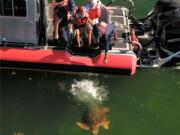 In this aerial drone photo, provided by the Florida Keys News Bureau, staff from the Florida Keys-based Turtle Hospital and U.S. Coast Guard release &quot;Emma,&quot; a loggerhead sea turtle, Thursday, Aug. 6, 2020, off Islamorada, Fla. &quot;Emma&quot; was one of two turtles Coast Guard personnel helped to rescue about two months ago off the Keys that were treated at the Turtle Hospital for various ailments.