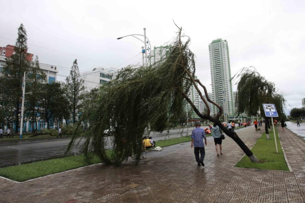 People walk under a damaged tree from a typhoon on a main road in Pyongyang, North Korea, Thursday, Aug. 27, 2020. A typhoon damaged homes and other buildings, flooded roads and toppled utility poles on the Korean Peninsula before weakening to a tropical storm.