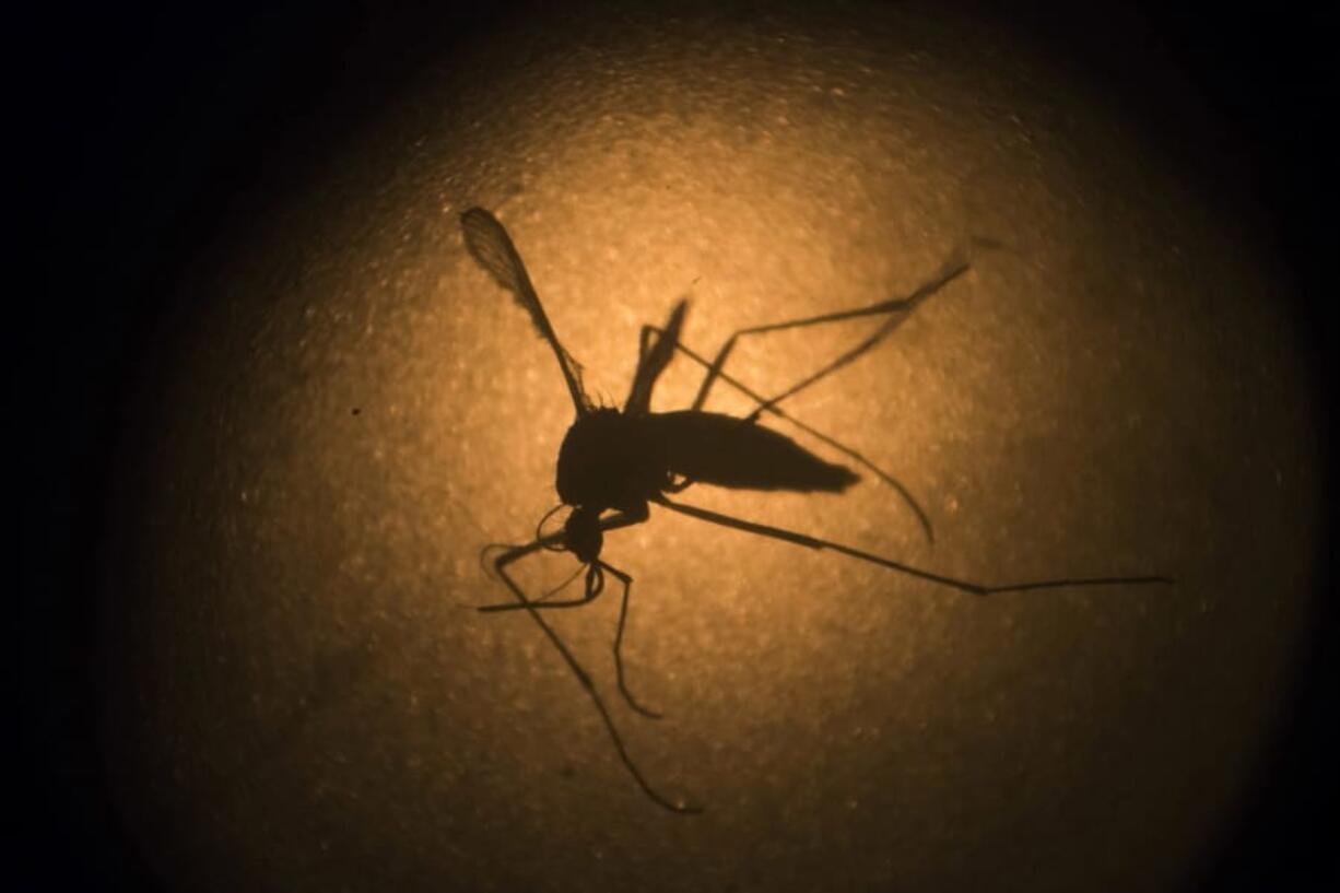 An Aedes aegypti mosquito known to carry the Zika virus, is photographed through a microscope at the Fiocruz institute in Recife, Pernambuco state, Brazil.