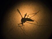 An Aedes aegypti mosquito known to carry the Zika virus, is photographed through a microscope at the Fiocruz institute in Recife, Pernambuco state, Brazil.