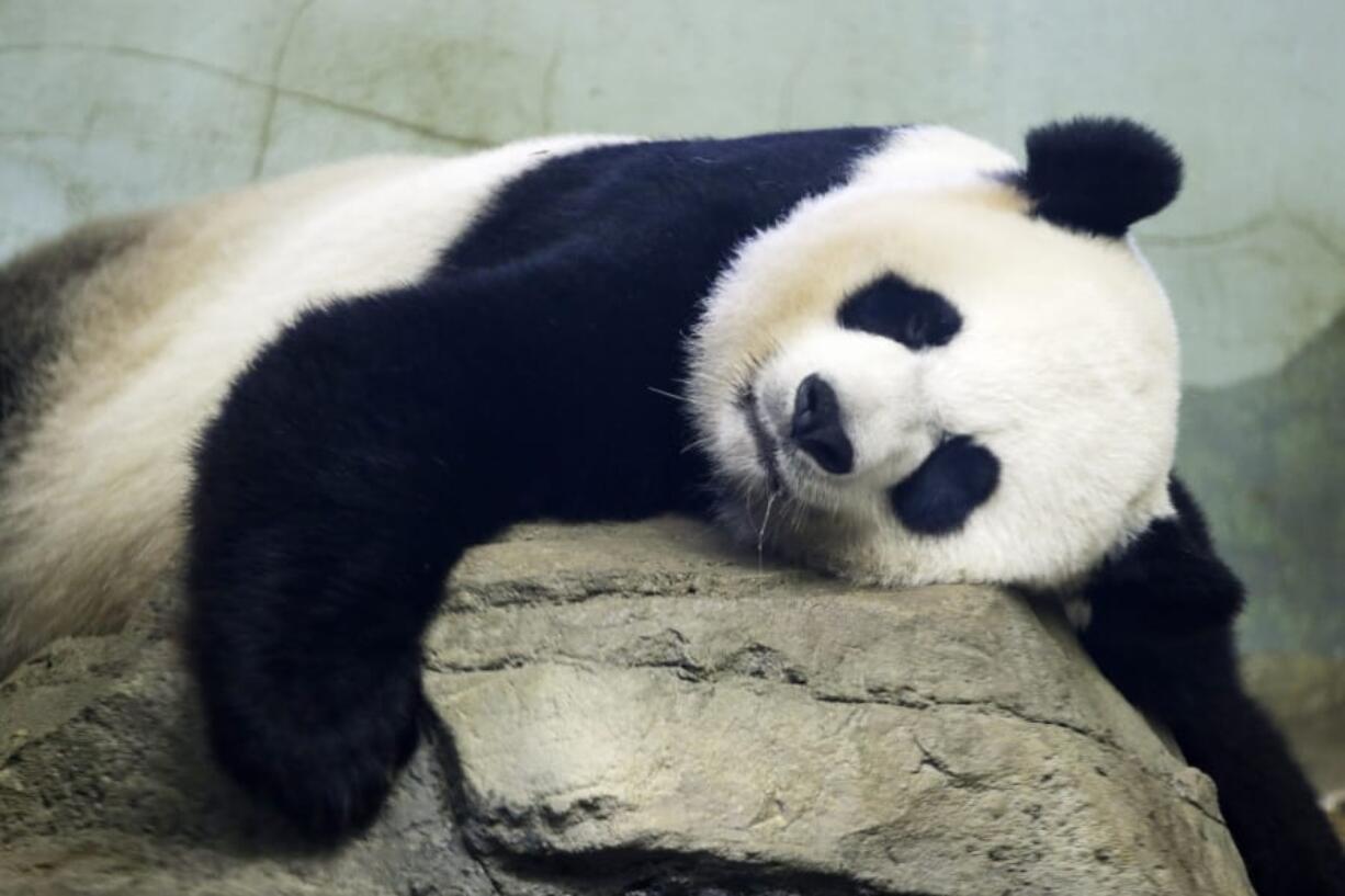 FILE - In this Aug. 23, 2015 file photo, The Smithsonian National Zoo&#039;s Giant Panda Mei Ziang,  sleeps in the indoor habitat at the zoo in Washington. Zookeepers at Washington&#039;s National Zoo are on baby watch after concluding that venerable giant panda matriarch Mei Ziang is pregnant and could give birth this week.