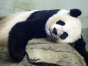 FILE - In this Aug. 23, 2015 file photo, The Smithsonian National Zoo&#039;s Giant Panda Mei Ziang,  sleeps in the indoor habitat at the zoo in Washington. Zookeepers at Washington&#039;s National Zoo are on baby watch after concluding that venerable giant panda matriarch Mei Ziang is pregnant and could give birth this week.