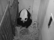 In this image from video, giant panda Mei Xiang is seen after giving birth to a cub Friday evening in Washington. The cub is Mei Xiang&#039;s fourth.