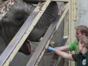 Scientists take saliva samples from Fredzia, the sole male elephant in a group of three elephants at the zoo on Friday in Warsaw, Poland. Scientists at Warsaw&#039;s zoo have been taking blood, saliva and other samples from the zoo&#039;s three elephants in recent days in preparations to test whether giving them hemp oil can reduce their stress.