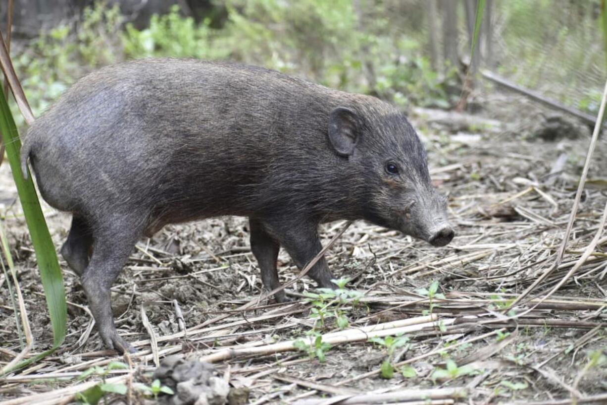 This undated photo provided by the Durrell Wildlife Conservation Trust in July 2020 shows an adult male pygmy hog in India. Pygmy hogs are among the few mammals -- and the only pig -- that build elaborate nests out of dried grass to live in families of four and five year around.