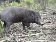 This undated photo provided by the Durrell Wildlife Conservation Trust in July 2020 shows an adult male pygmy hog in India. Pygmy hogs are among the few mammals -- and the only pig -- that build elaborate nests out of dried grass to live in families of four and five year around.