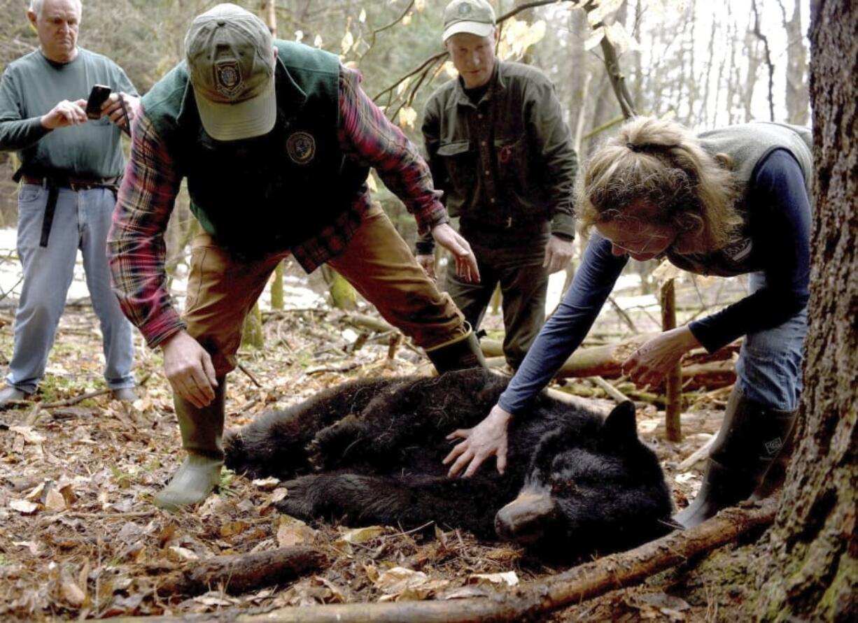 FILE - In this April 13, 2018, file photo, Andrew Timmins, the bear project leader with the New Hampshire Department of Fish and Game, steps over a tranquilized female black bear as Nancy Comeau, right, of the USDA wildlife services, keeps a hand on the bear after it had been moved onto her side in Hanover, N.H. The bear, tagged and fitted with a tracking collar, was later relocated to far northern New Hampshire. But in May 2019, the bear returned to her home turf in Hanover. In spring 2020, the bear is preparing to emerge from hibernation in her den with three new cubs.