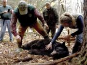 FILE - In this April 13, 2018, file photo, Andrew Timmins, the bear project leader with the New Hampshire Department of Fish and Game, steps over a tranquilized female black bear as Nancy Comeau, right, of the USDA wildlife services, keeps a hand on the bear after it had been moved onto her side in Hanover, N.H. The bear, tagged and fitted with a tracking collar, was later relocated to far northern New Hampshire. But in May 2019, the bear returned to her home turf in Hanover. In spring 2020, the bear is preparing to emerge from hibernation in her den with three new cubs.