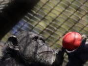 A chimpanzee holds an enrichment treat at the Oakland Zoo in Oakland, Calif., on April 14, 2020. Zoos and aquariums from Florida to Alaska are struggling financially because of closures due to the coronavirus pandemic. Yet animals still need expensive care and food, meaning the closures that began in March, the start of the busiest season for most animal parks, have left many of the facilities in dire financial straits.