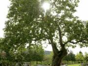 Sun filters through the branches of the Old Apple Tree in 2001. The Clark County History Museum is hosting an online memorial service of sorts for the tree, which died in June at 194 years old.