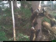 Mount Rainier National Park is once again home to wolverines, after a more than 100-year hiatus.