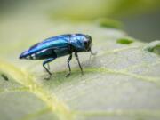 Emerald ash borer is an invasive beetle intoduced to North America from Asia.