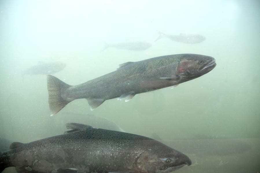 Washington Columbia River mainstem, tributary fishing report for Aug. 21-27  - The Columbian