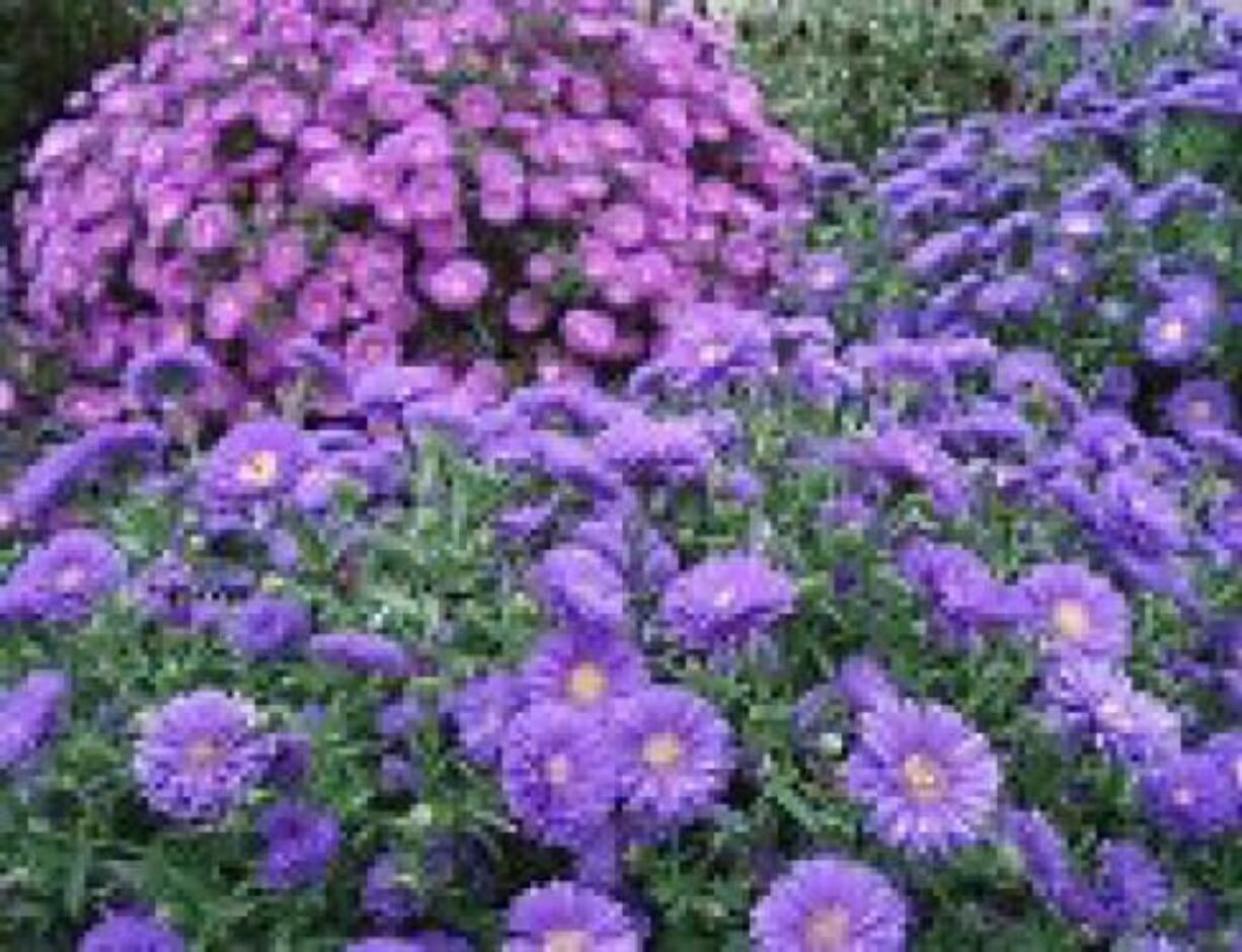 Add some fall color to your landscape with asters