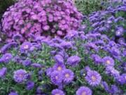 Add some fall color to your landscape with asters