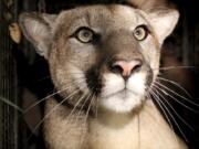 P-81, a subadult male mountain lion, has reproductive and tail defects.