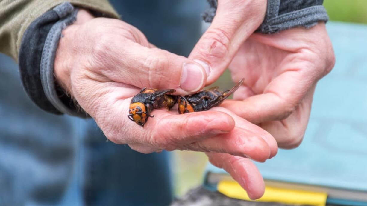 Asian giant hornet.