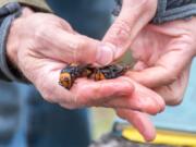 Asian giant hornet.