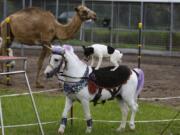 Families are treated to performances along with the chance to interact with the animals at a petting zoo operated by circus woman Jenny Walker of Wimauma, Fla.