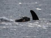 Southern resident orca J-41 surfaces with her new calf, born in September 2020.