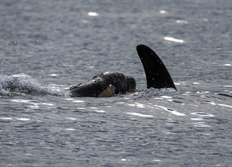 Southern resident orca J-41 surfaces with her new calf, born in September 2020.