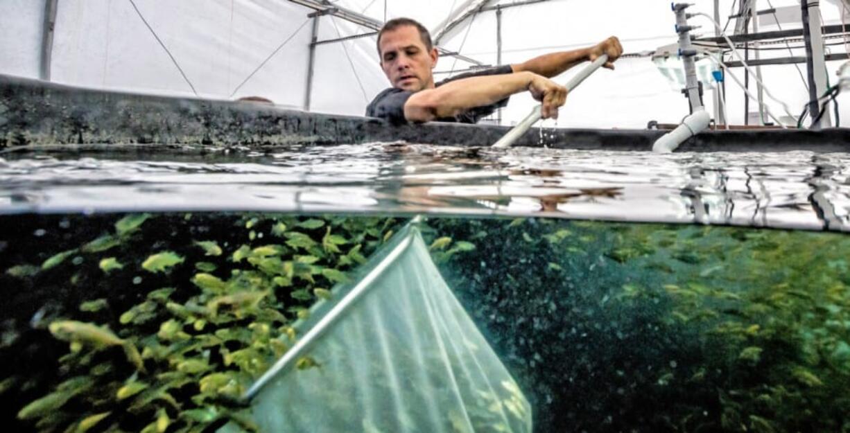 Hubbs-SeaWorld Research Institute researcher Kevin Stuart with juvenile California yellowtail at the organization&#039;s Mission Bay laboratory.