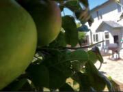 I missed picking apples this summer from my backyard trees and making tasty pies.