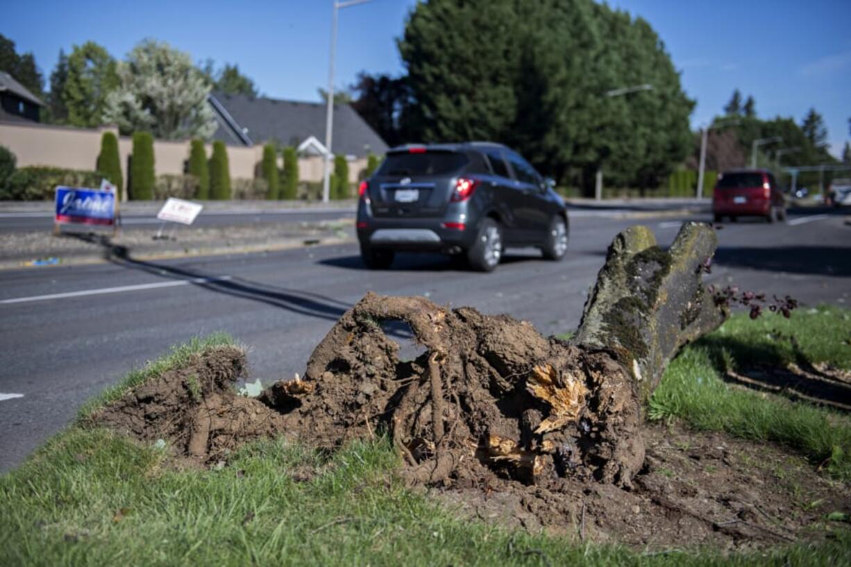 Drivers pass the uprooted trunk of a tree along Northeast 162nd Avenue as blustery conditions continued on Tuesday morning.