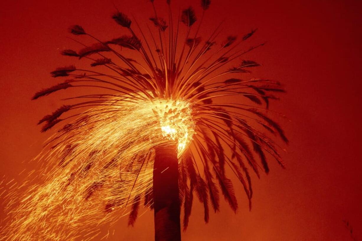 Embers fly from a tree as the Glass Fire burns in St. Helena, Calif., Sunday, Sept. 27, 2020.