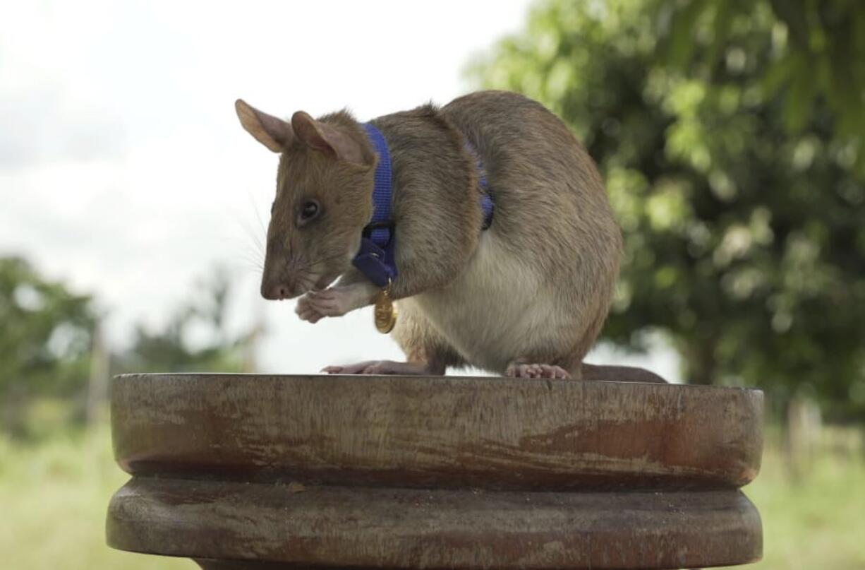 In this undated photo issued by the PDSA, People&#039;s Dispensary for Sick Animals,  Cambodian landmine detection rat, Magawa is photographed wearing his PDSA Gold Medal, the animal equivalent of the George Cross, in Siem, Cambodia. A British animal charity has on Friday, Sept. 25, 2020, for the first time awarded its top civilian honor to a rat, recognizing the rodent for his &quot;lifesaving bravery and devotion&quot; in searching out unexploded landmines in Cambodia.