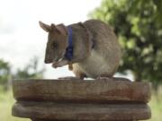 In this undated photo issued by the PDSA, People&#039;s Dispensary for Sick Animals,  Cambodian landmine detection rat, Magawa is photographed wearing his PDSA Gold Medal, the animal equivalent of the George Cross, in Siem, Cambodia. A British animal charity has on Friday, Sept. 25, 2020, for the first time awarded its top civilian honor to a rat, recognizing the rodent for his &quot;lifesaving bravery and devotion&quot; in searching out unexploded landmines in Cambodia.