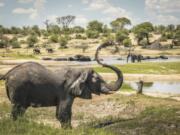 In this 2016 photo provided by researcher Connie Allen, male African elephants congregate along hotspots of social activity on the Boteti River in Botswana. Female elephants are well-known to form tight family groups led by experienced matriarchs, but males were long assumed to be loners because they leave their mother&#039;s herd when they reach adolescence. Yet an emerging body of research is revealing the complex relationships of male elephant society, according to a study published Thursday, Sept. 3, 2020.