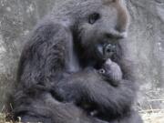 In this photo provided by the Audubon Nature Institute, Tumani, a critically endangered western lowland gorilla holds her newborn at an enclosure at the Audubon Zoo, following its birth on Friday, Sept. 4, 2020, in New Orleans. It&#039;s Audubon&#039;s first gorilla birth in nearly 25 years and the first offspring for the 13-year-old gorilla.