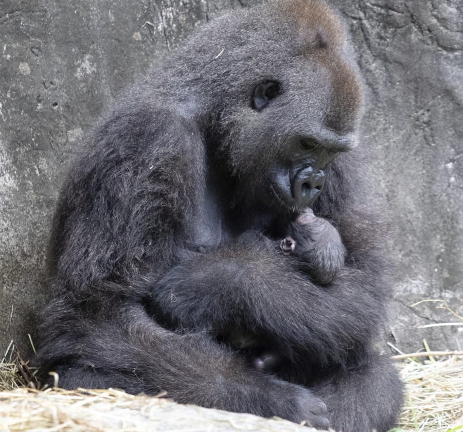 In this photo provided by the Audubon Nature Institute, Tumani, a critically endangered western lowland gorilla holds her newborn at an enclosure at the Audubon Zoo, following its birth on Friday, Sept. 4, 2020, in New Orleans. It&#039;s Audubon&#039;s first gorilla birth in nearly 25 years and the first offspring for the 13-year-old gorilla.