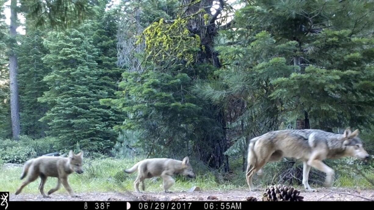 FILE - This June 29, 2017, file remote camera image provided by the U.S. Forest Service shows a female gray wolf and two of the three pups born in 2017 in the wilds of Lassen National Forest in Northern California. The Trump administration plans to lift endangered species protections for gray wolves across most of the nation by the end of 2020, the director of the U.S. Fish and Wildlife Service said Monday, Aug. 31, 2020. (U.S.