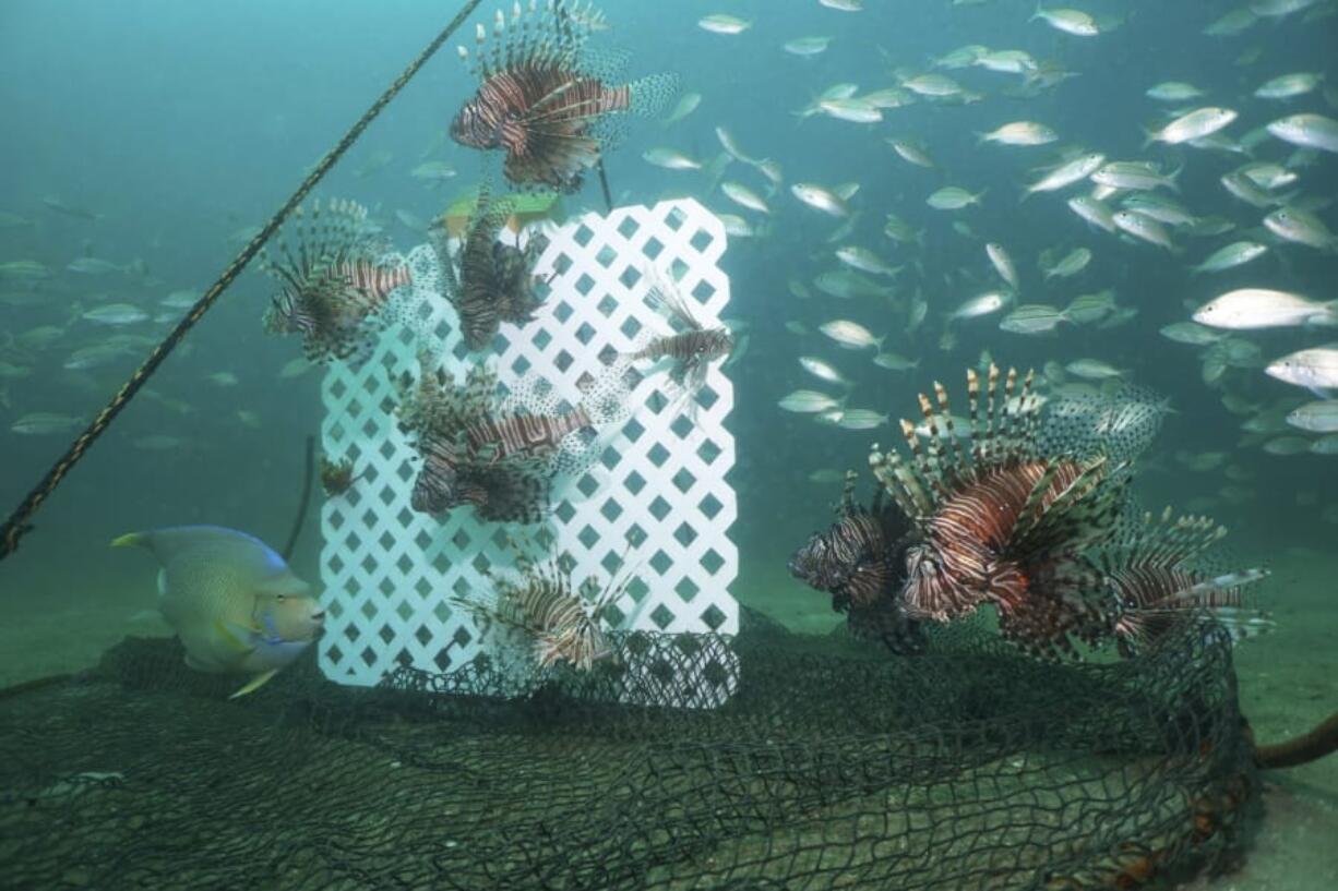 Lionfish, lured by a sheet of plastic lattice, swim near a trap offshore near Destin, Fla., on July 6, 2018. Scientists are looking at traps as a better way to kill the beautiful but brutally destructive invaders with huge appetites than shooting them one by one with spearguns. Traps could also be used at depths spearfishers cannot reach.