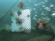 Lionfish, lured by a sheet of plastic lattice, swim near a trap offshore near Destin, Fla., on July 6, 2018. Scientists are looking at traps as a better way to kill the beautiful but brutally destructive invaders with huge appetites than shooting them one by one with spearguns. Traps could also be used at depths spearfishers cannot reach.