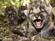 This May 2020, photo provided by the National Park Service shows mountain lion kitten P-54&#039;s and a den of kittens found in the Santa Monica Mountains. A boom in mountain lion births has occurred this summer in the Santa Monica Mountains and Simi Hills west of Los Angeles. Thirteen kittens were born to five mountain lion mothers between May and August, according to the Santa Monica Mountains National Recreation Area.