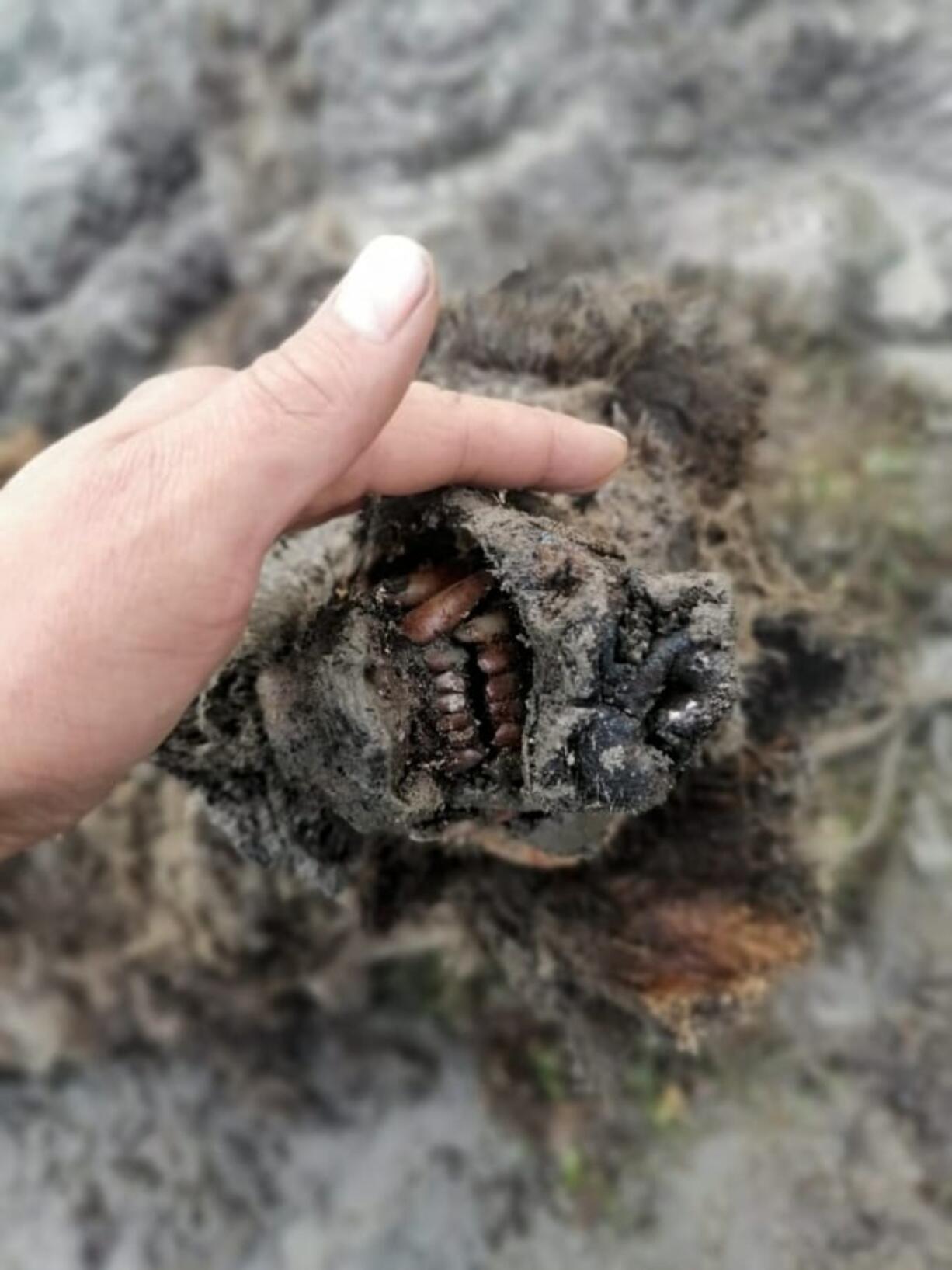 In this undated photo released by North-Eastern Federal University, a head of an Ice Age cave bear found on Bolshoy Lyakhovsky Island, or Great Lyakhovsky, the largest of the Lyakhovsky Islands belonging to the New Siberian Islands archipelago between the Laptev Sea and the East Siberian Sea in northern Russia. Reindeer herders in a Russian Arctic archipelago have found an immaculately preserved carcass of an Ice Age cave bear revealed by the melting permafrost, which has all its internal organs, teeth and even its nose intact.