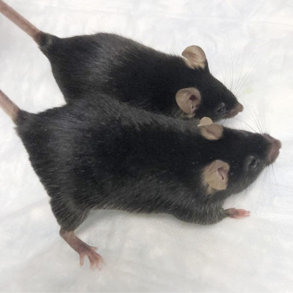 A normal mouse and a &quot;twice-muscled&quot; mouse developed at The Jackson Laboratory in Bar Harbor, Maine. (Dr.