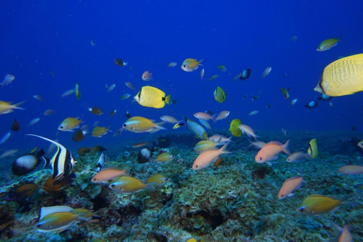 FILE - In this Sept. 6, 2017 photo provided by the National Oceanic and Atmospheric Administration (NOAA), fish swim in a reef at Pearl and Hermes Atoll in the Northwestern Hawaiian Islands. A decade-long effort by the world to save the world&#039;s disappearing species and declining ecosystems has mostly failed so far, with fragile ecosystems like coral reefs and tropical forests in even more trouble than ever, according to a United Nations biodiversity report released on Tuesday, Sept. 15, 2020.