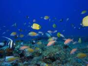 FILE - In this Sept. 6, 2017 photo provided by the National Oceanic and Atmospheric Administration (NOAA), fish swim in a reef at Pearl and Hermes Atoll in the Northwestern Hawaiian Islands. A decade-long effort by the world to save the world&#039;s disappearing species and declining ecosystems has mostly failed so far, with fragile ecosystems like coral reefs and tropical forests in even more trouble than ever, according to a United Nations biodiversity report released on Tuesday, Sept. 15, 2020.