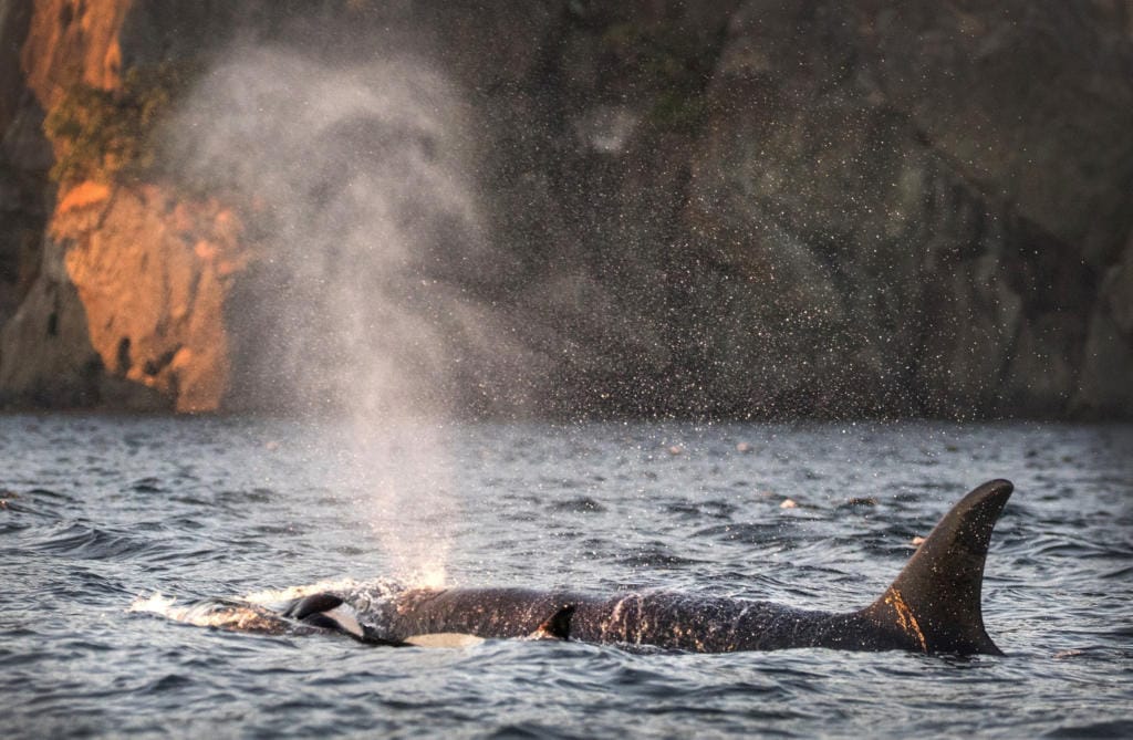 Tahlequah, the mother orca J35, clings to her calf in an eighth day of mourning as she swam in Swanson Channel, British Columbia on Tuesday, July 31, 2018. Tahlequah recently gave birth a male calf.