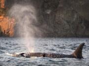 Tahlequah, the mother orca J35, clings to her calf in an eighth day of mourning as she swam in Swanson Channel, British Columbia on Tuesday, July 31, 2018. Tahlequah recently gave birth a male calf.