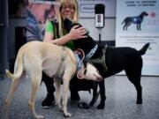 Sniffer dogs named K&#039;ssi, left and Miina react with trainer Susanna Paavilainen at the Helsinki airport in Vantaa, Finland, Tuesday, Sept. 22, 2020. Four corona sniffer dogs are trained to detect the Covid-19 virus from the arriving passengers samples at the airport.